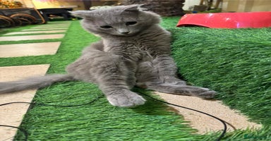 Mixed Breed cats - Advert 1