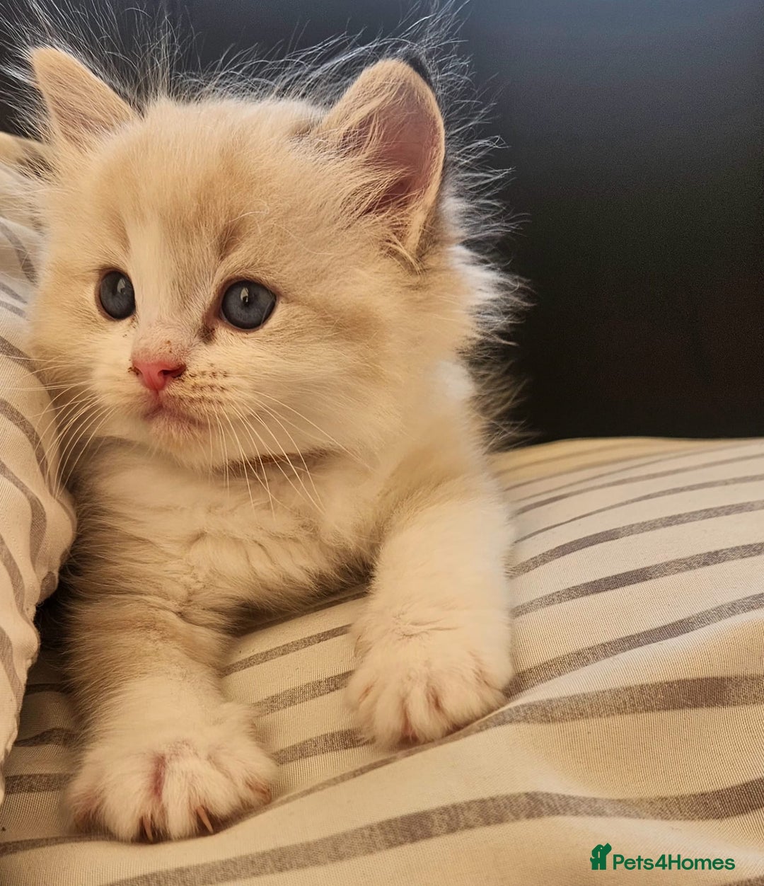 Ragdoll cats for sale: Tica registeeed tabby bicolour ragdolls - Image 11