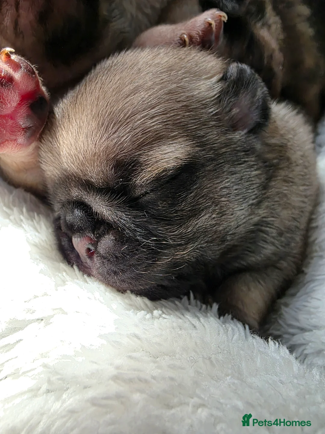 Pug dogs for sale: 4 male puglets for sale - Advert 4