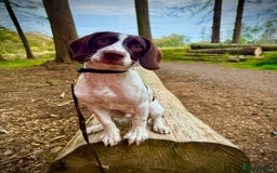 Springador dogs for sale: Springador for sale  - Image 4