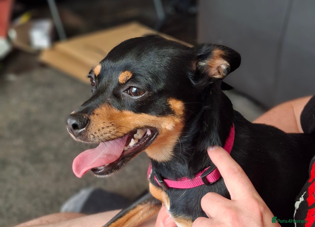 Miniature Pinscher dogs for sale: Lilo, looking for a new home. - Advert 1