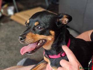 Miniature Pinscher dogs Lilo, looking for a new home. - Advert 2