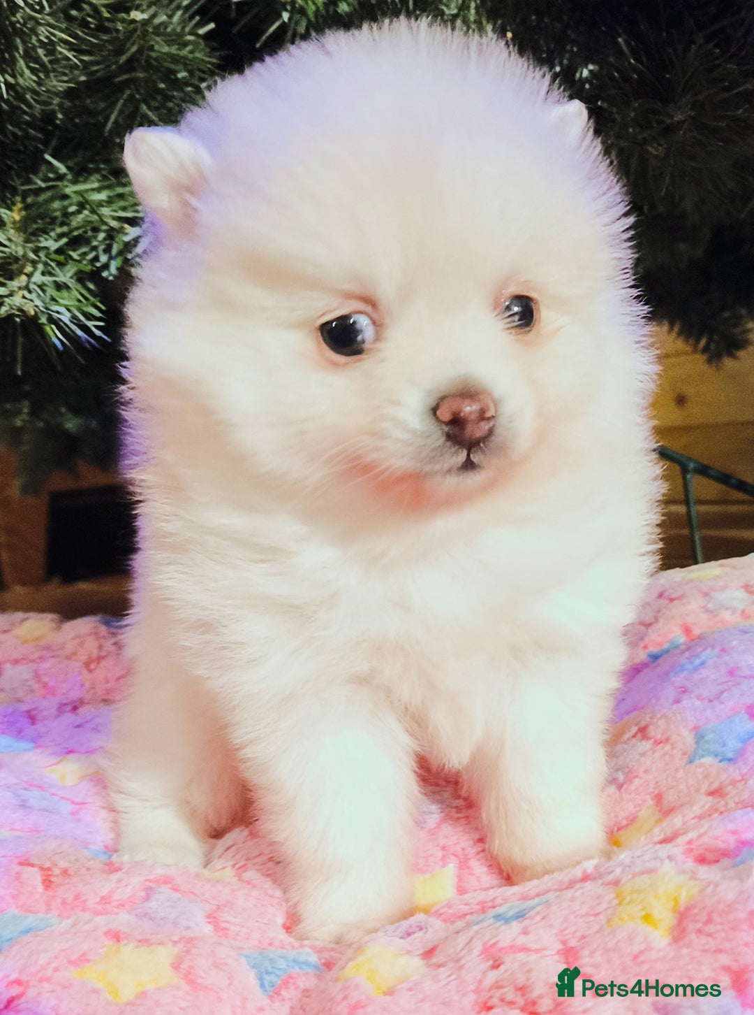 Pomeranian dogs for sale: 1 girl left - white/cream KC Pomeranian puppies  - Advert 19