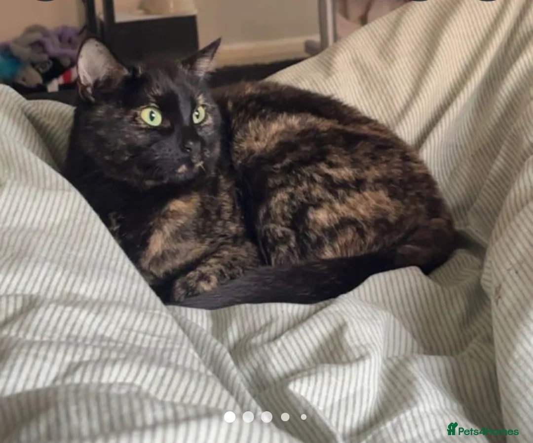 Mixed Breed cats for sale: Brownie  in Bournemouth - Advert 1