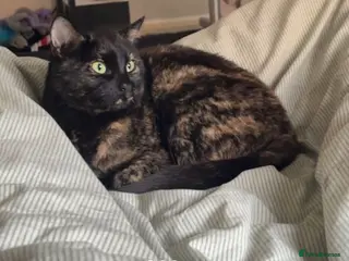 Mixed Breed cats Brownie - Advert 5