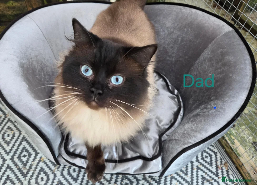 Ragdoll cats for sale: 4 Beautiful Ragdoll kittens, 2 Seal, 2 Lilac - Advert 2