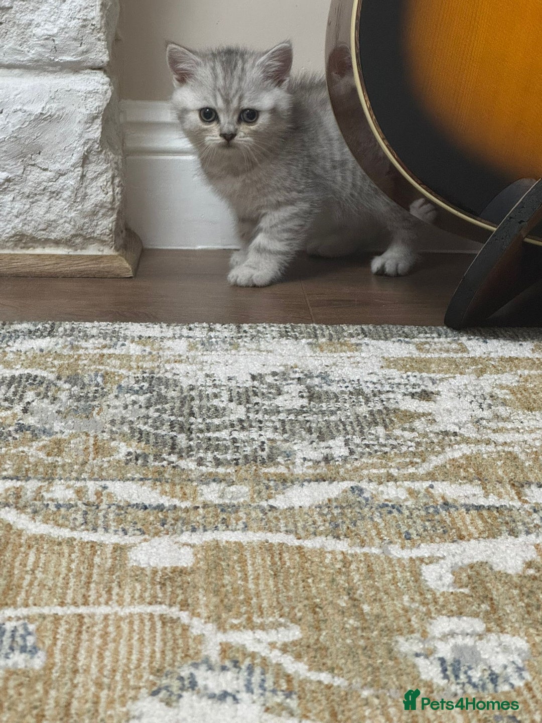 British Shorthair cats for sale: 2 TICA registered BSH kittens  - Advert 19