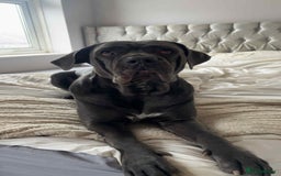 Cane Corso dogs for sale: Female cc - Image 1