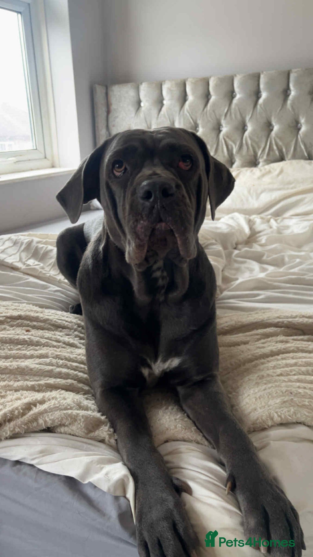 Cane Corso dogs for sale: Female cc - Image 1