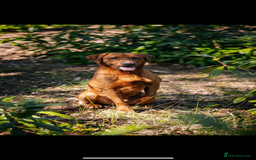 Labrador Retriever dogs for sale: Beautiful KC Fox Red Labrador Puppies - Image 19