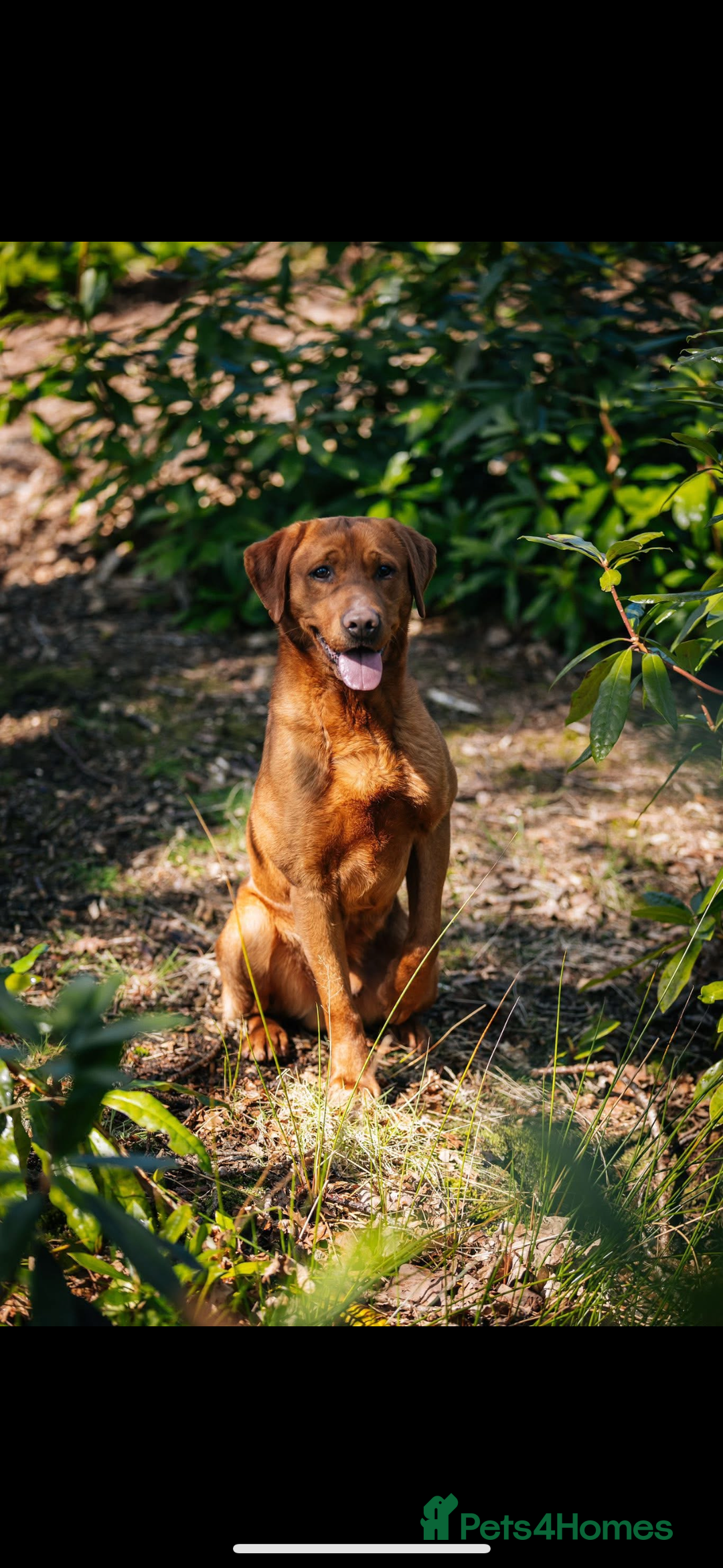 Labrador Retriever dogs for sale: Beautiful KC Fox Red Labrador Puppies - Image 19