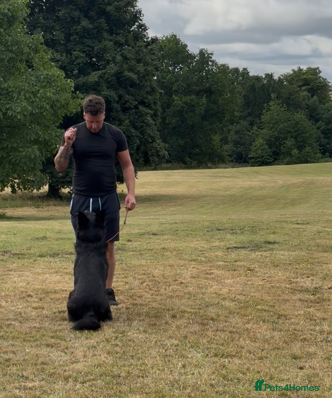 Belgian Shepherd Dog dogs for sale: A real good boy - Image 11