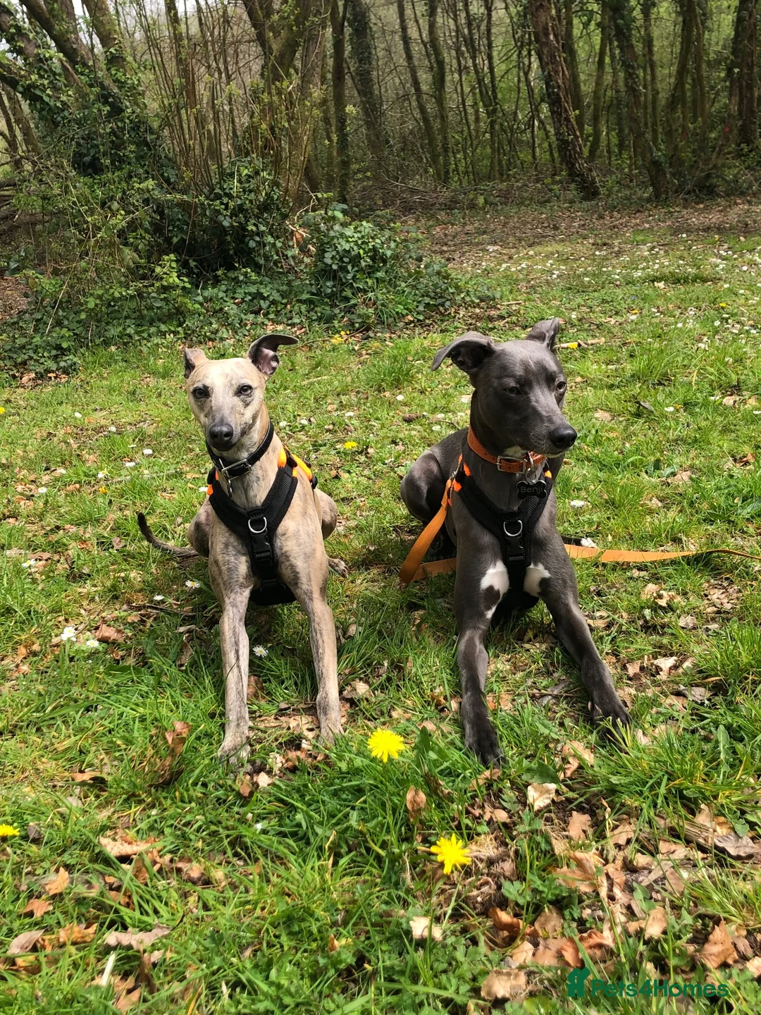 Whippet dogs for sale: Whippet & Whippet X in Plymouth - Advert 1
