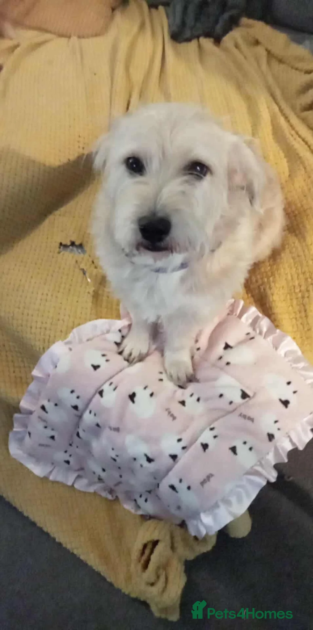 Mixed Breed dogs for adoption: Hope seeking forever home - Advert 2