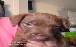Patterdale Terrier dogs for sale: Adorable Chocolate Patterdale Terrier  - Image 5