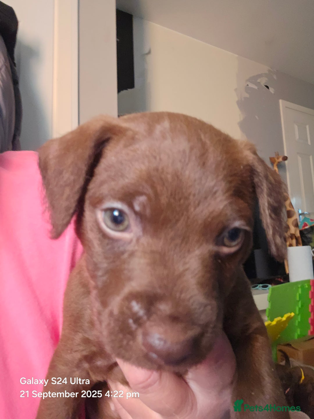Patterdale Terrier dogs for sale: Adorable Chocolate Patterdale Terrier  - Image 5