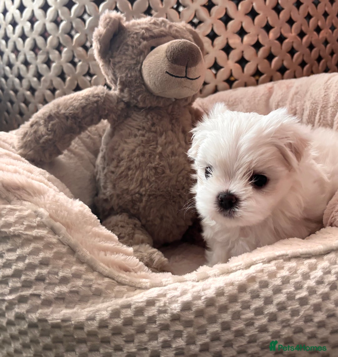 Maltese dogs for sale: ✨💫Tiny Exquisite Bambelina Maltese 💫✨ - Image 25