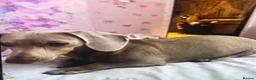 Miniature Dachshund dogs for stud: Stud miniature dachshund  in Pontefract - Advert 1