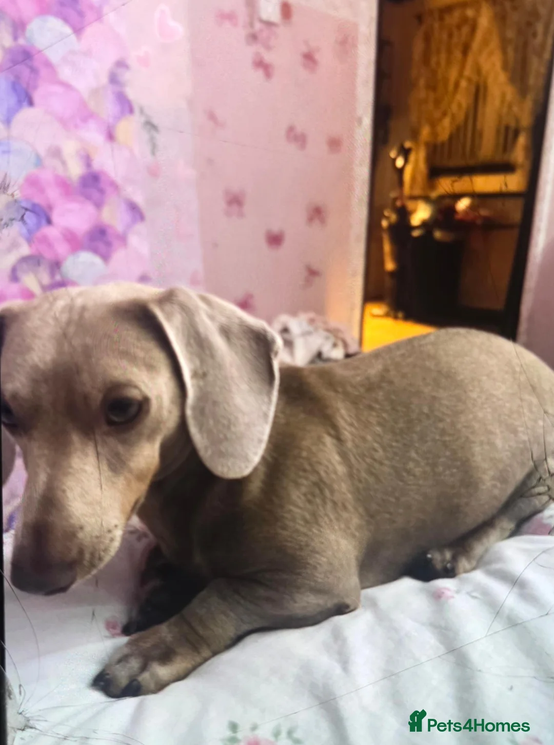 Miniature Dachshund dogs for stud: Stud miniature dachshund  in Pontefract - Advert 1