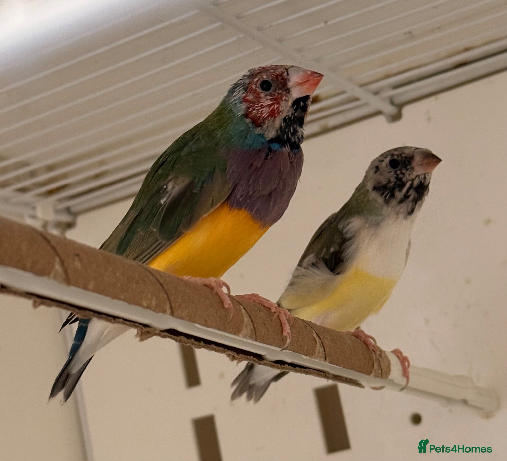 Finches birds Young Gouildan  Finch male & female - orange head  - Advert 2