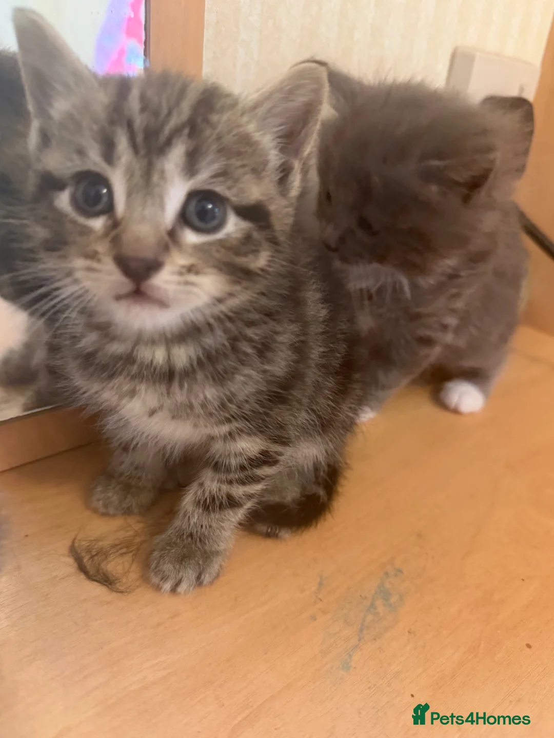 Mixed Breed cats for sale: Kittens  - Advert 2