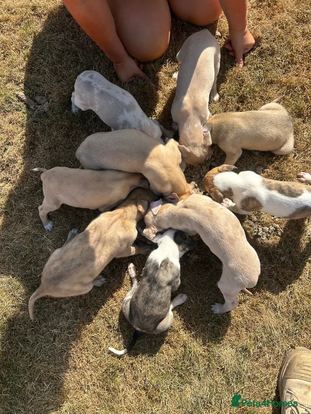 Lurcher dogs for sale: Collie whippet bull greyhound pups for sale  - Advert 2