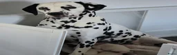 Dalmatian dogs for sale: Litter of 8 puppies  - Advert 12