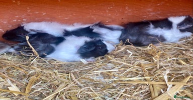 Guinea Pig rodents - Advert 2