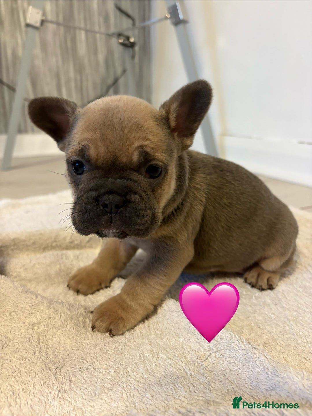 French Bulldog dogs for sale: French bulldogs  - Image 10
