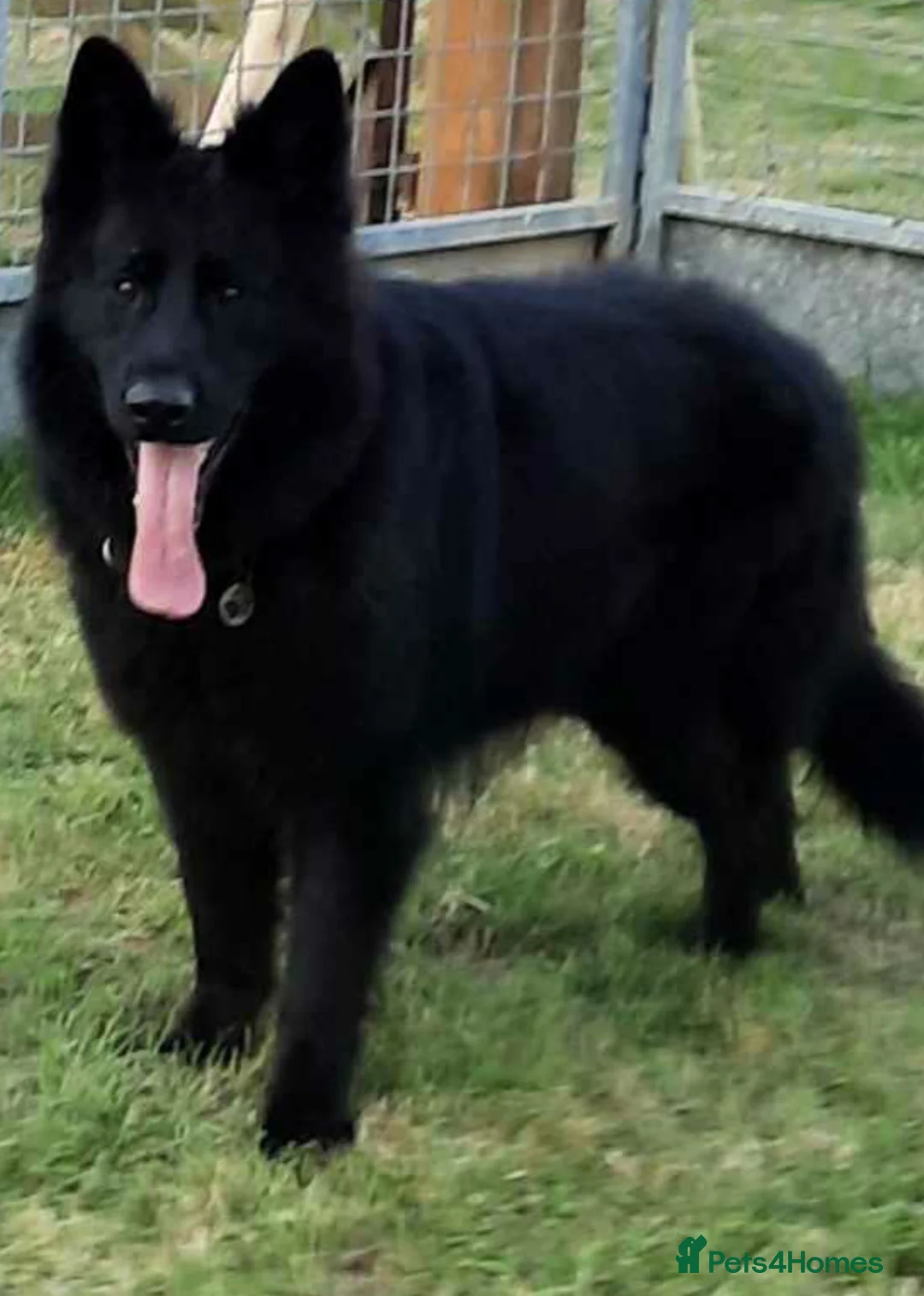 German Shepherd dogs for stud: Frankie Available Stud Fully Health Tested Clear in Wisbech - Advert 12