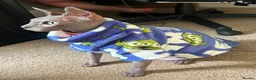 Sphynx cats for sale: Adult male blue sphynx cat - Advert 2