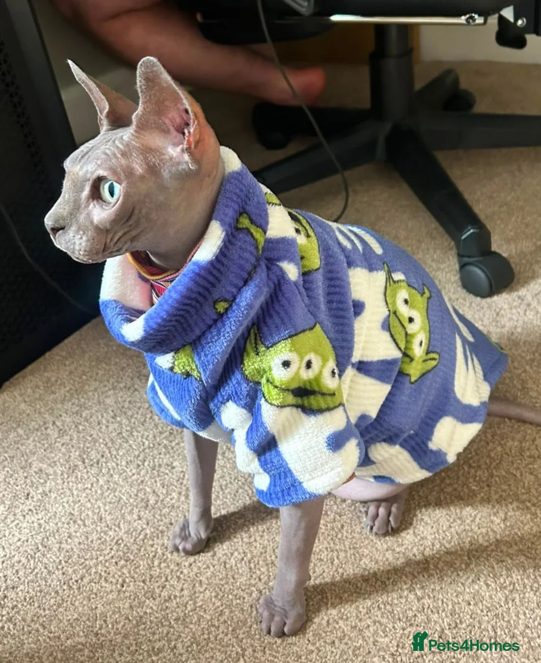 Sphynx cats for sale: Adult male blue sphynx cat - Advert 2
