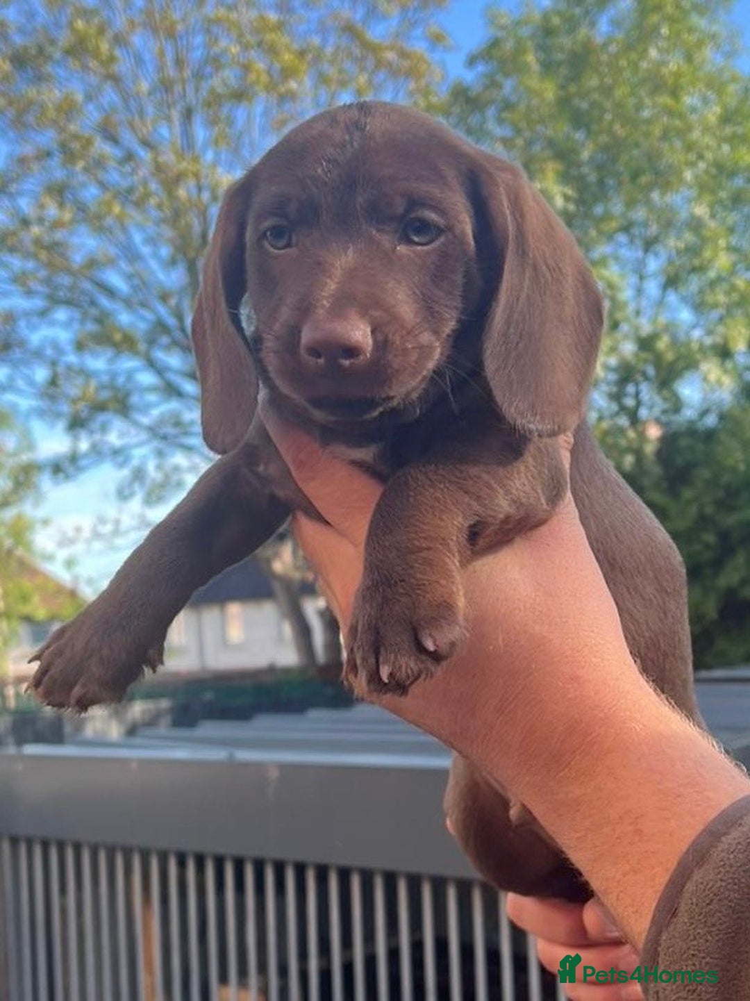 Dachshund dogs for sale: Min dachshund x teckel ( standered dachshund) - Image 14