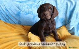Cockerdor dogs for sale: F1 cockerdor puppies , cocker x labrador  - Image 26