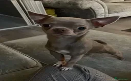 Chihuahua dogs for stud: **Well Proven Stud**- Stunning Lilac Smooth Coat  in Morecambe - Image 1