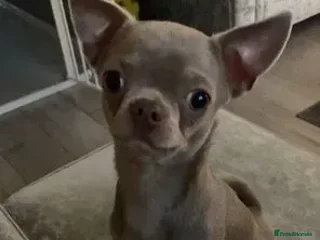 Chihuahua dogs in Morecambe - Advert 4