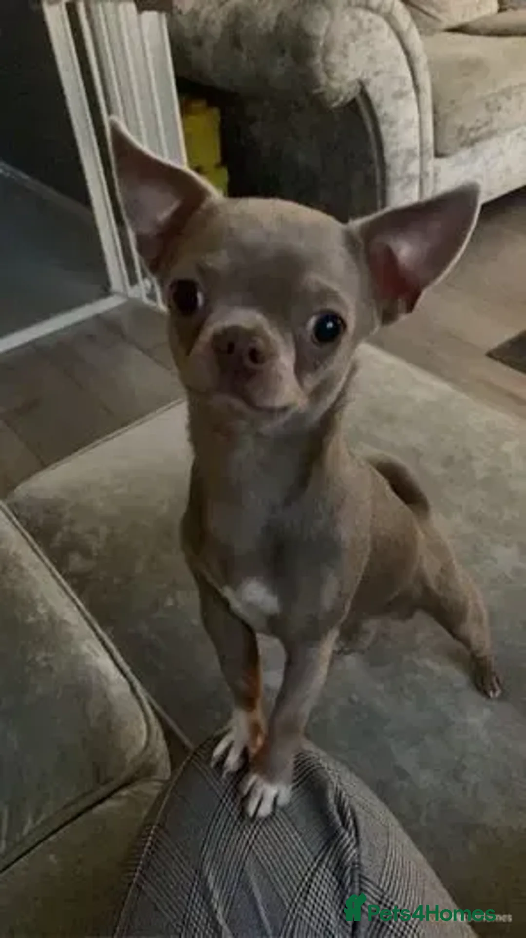 Chihuahua dogs for stud: **Well Proven Stud**- Stunning Lilac Smooth Coat  in Morecambe - Advert 1