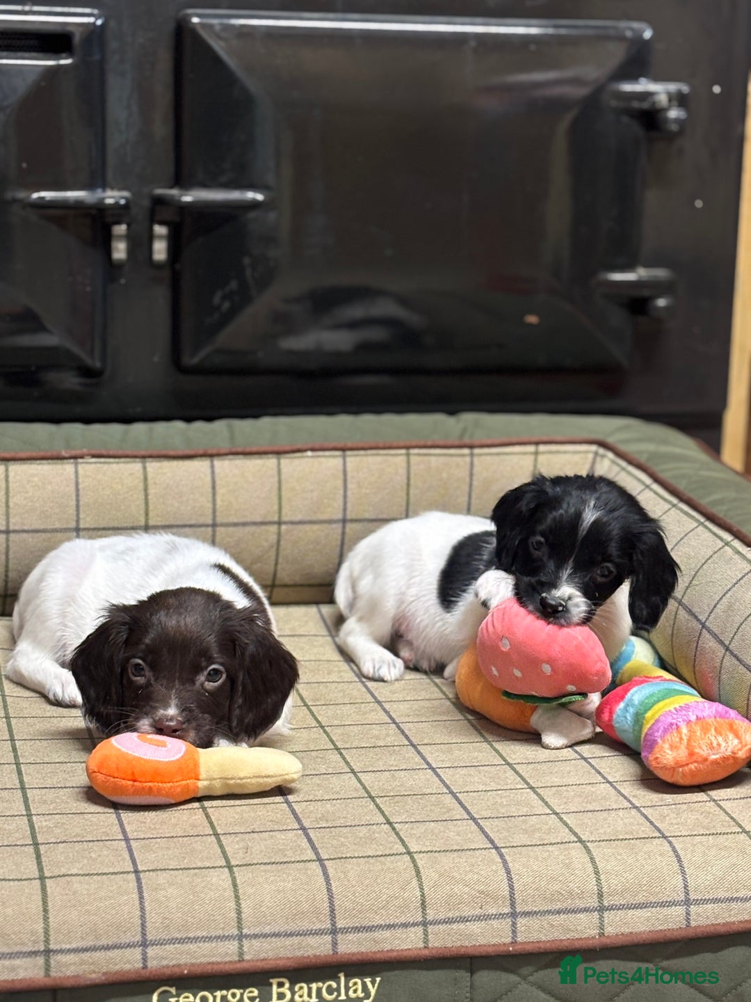 English Springer Spaniel dogs for sale: KC Springer Spaniel  - Advert 10