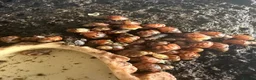 Snails invertebrates for sale: Giant African Land Snails babies - Albino XL snail in Billericay - Advert 3