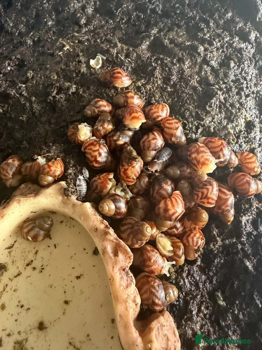 Snails invertebrates for sale: Giant African Land Snails babies - Albino XL snail in Billericay - Advert 3