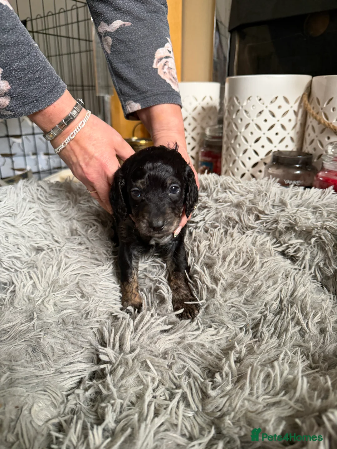 Cockapoo dogs for sale: 3 x F2 cockapoos ready 28th March - Advert 2