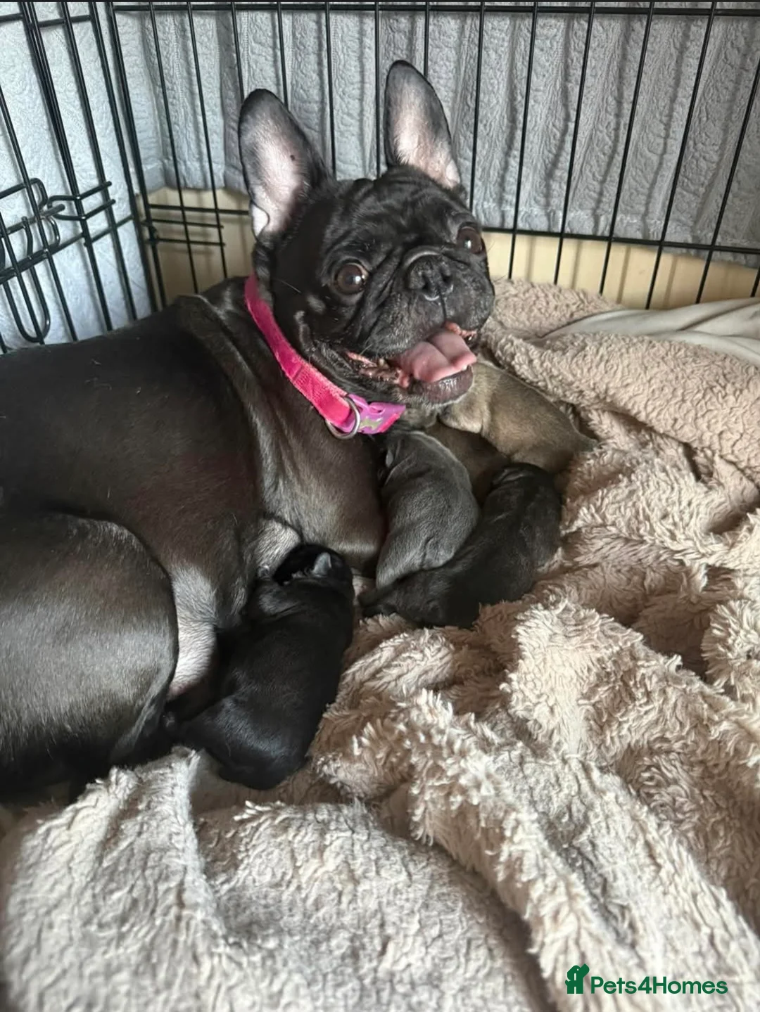 Mixed Breed dogs for sale: 5 male French bulldogs - Advert 1