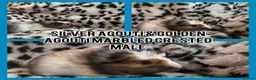 Guinea Pig rodents for sale: BABY GUINEA PIGS READY NOW  - Advert 9