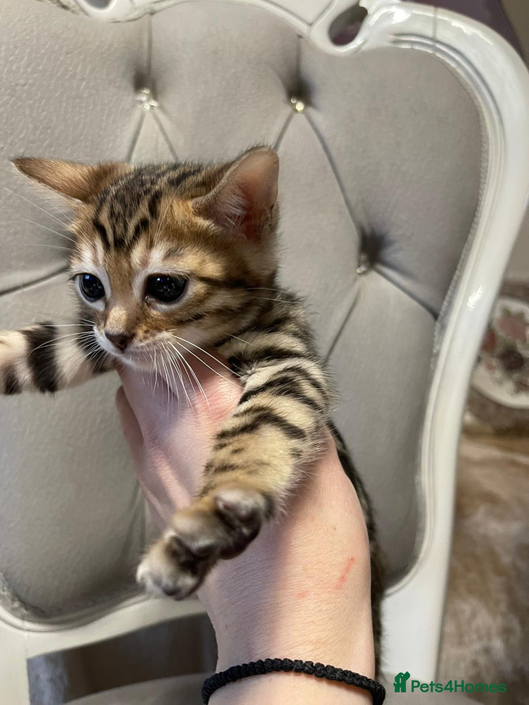 Bengal cats for sale: 5 Outstanding bengal kittens ready for a family  - Advert 9