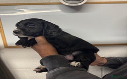 Sprocker dogs for sale: Sprocker Spaniel Pups- Ready To Go - Image 5