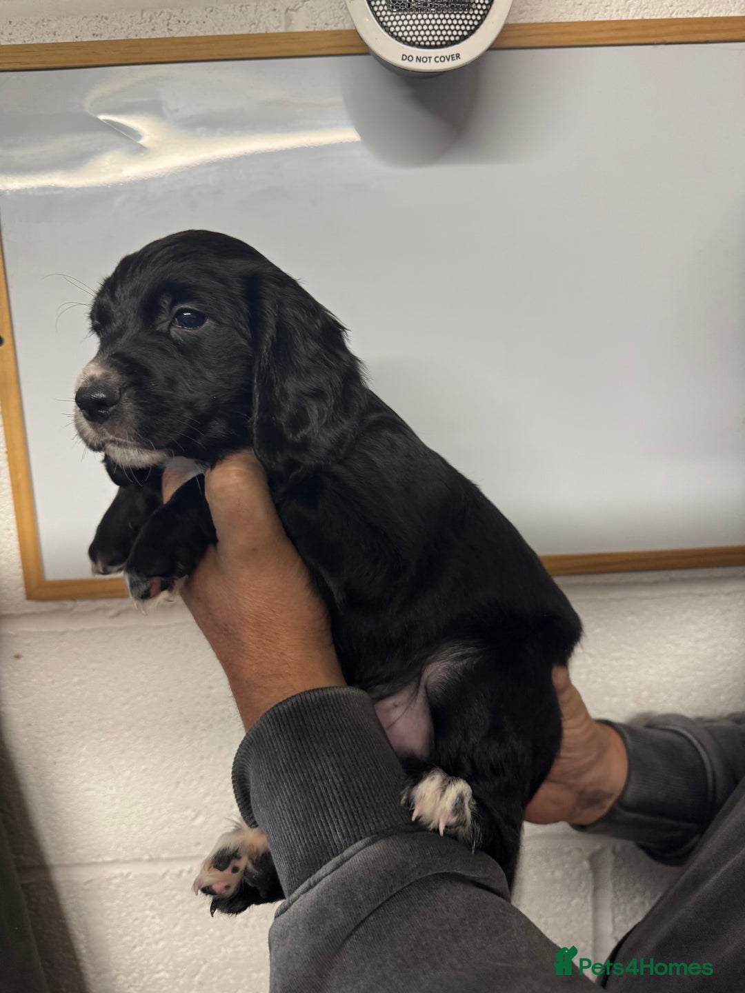 Sprocker dogs for sale: Sprocker Spaniel Pups- Ready To Go - Image 5