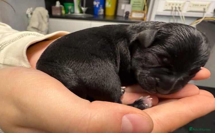 Miniature Schnauzer dogs - Advert 13