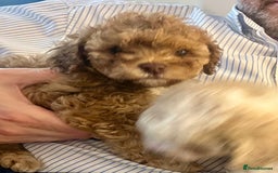Cavapoochon dogs for sale: 6 beautiful Cavapoochons for sale. Wilmslow. - Image 22