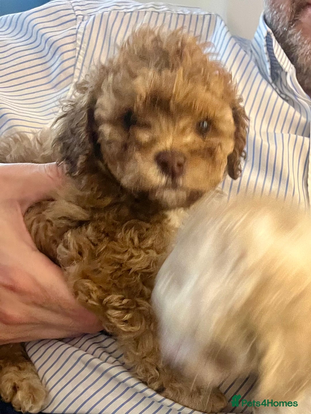 Cavapoochon dogs for sale: 6 beautiful Cavapoochons for sale. Wilmslow. - Image 22