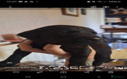 Labrador Retriever dogs for sale: Pedigree Black labrador pups  - Image 11